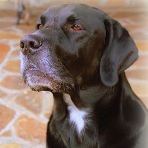 Meet your Posher, Diane